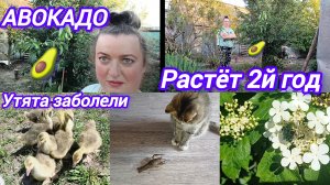 ГУСЯТА ЗАБОЛЕЛИ. ОТПАИВАЮ