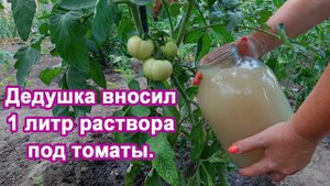 Дедушка учил 1 л раствора и Томаты засыпят урожаем Подкормка для увеличения завязи томатов.