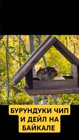 Бурундуки Чип и Дейл на Байкале 

#бурундуки #чипидейл #байкал #листвянка