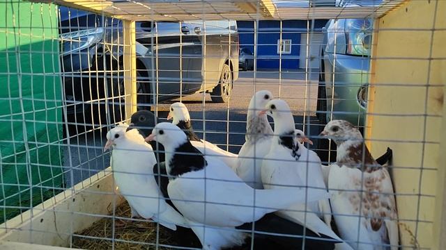 24.05.2025г Воронеж Ярмарка ч.1 смотреть онлайн