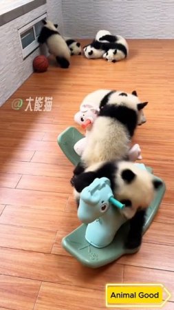 #собаки #кошки #приколы 26