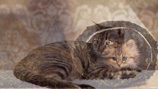 Милейшие кошки отдыхают на коврике слайд шоу 2015! смотреть онлайн