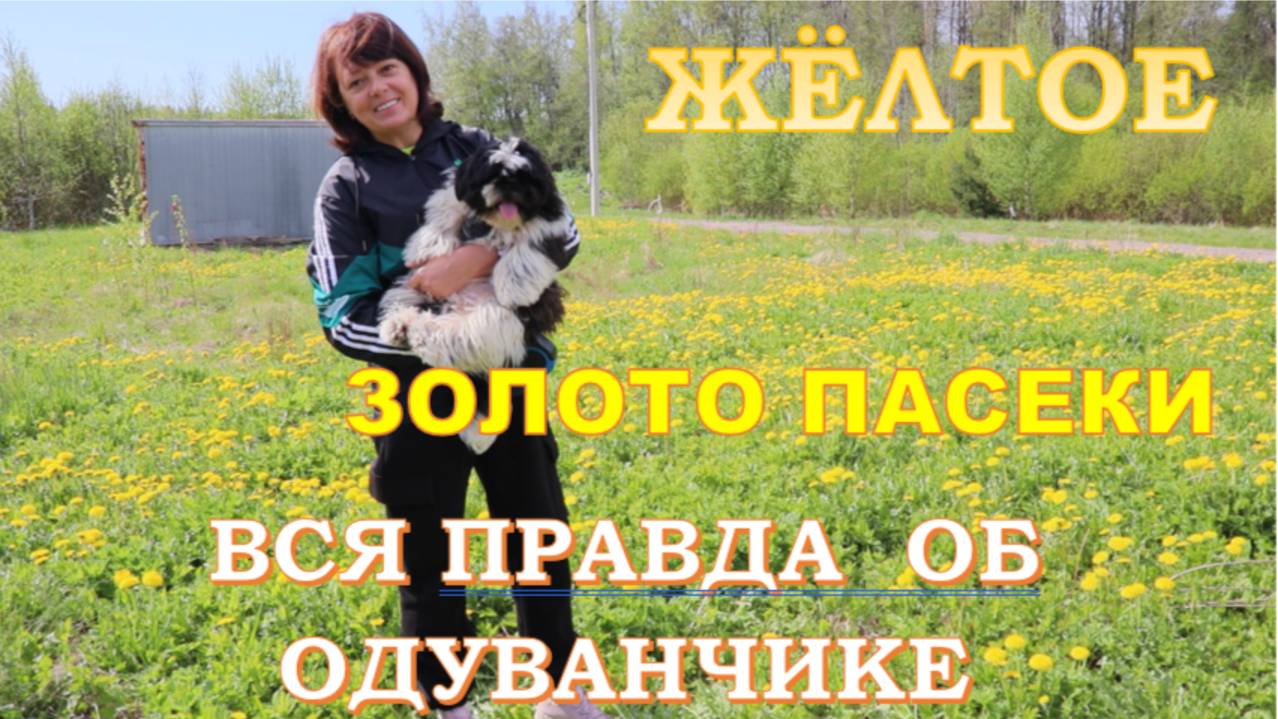 Почему пчёлы обожают одуванчики? Научный взгляд: как одуванчик влияет на медосбор