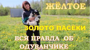 Почему пчёлы обожают одуванчики? Научный взгляд: как одуванчик влияет на медосбор