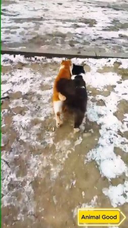 #собаки #кошки #приколы 59