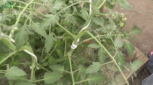 Формирование томатов в теплице - 7dach