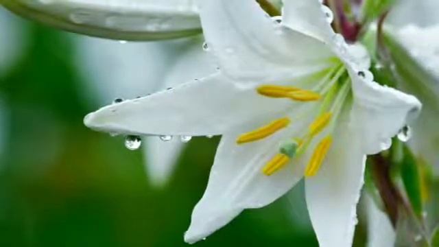 С восьмым марта!!! смотреть онлайн