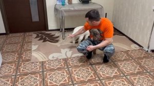 490. Голден ретривер, дрессировка щенка на карантине.