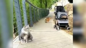 Приколы с животными 8