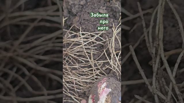 Хороший, как всегда #огород #садоводство #урожай смотреть онлайн