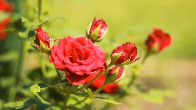 Свекровь уговорила сына отвезти дочь своей подруги на смотреть онлайн