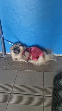 Собачка любит наряжаться