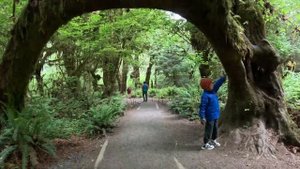 Olympic National Park: туманные горы, океан и город из Сумерек