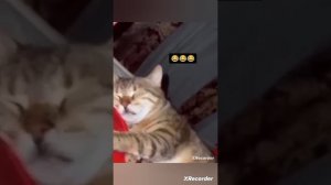 Котейки 🐱 🤗
