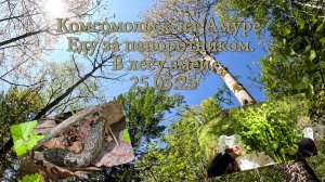 Комсомольск-на-Амуре. Еду за папоротником. В лесу змеи. 25.05.25