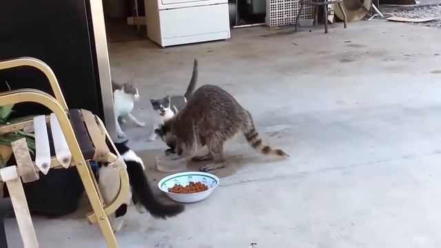 Забавные видео с енотами #EnotUlibaka смотреть онлайн