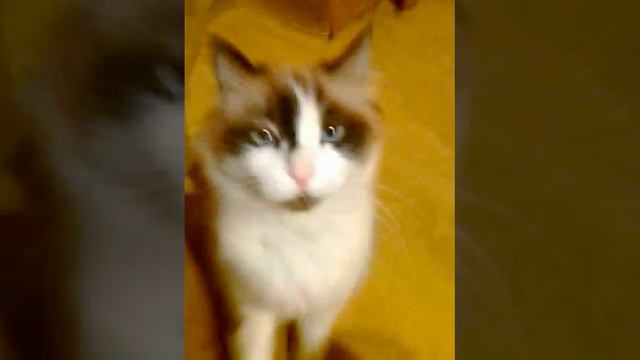 кот злой смотреть онлайн