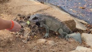 ВЕНЕСУЭЛА | остров Маргарита | Sunsol Ecoland