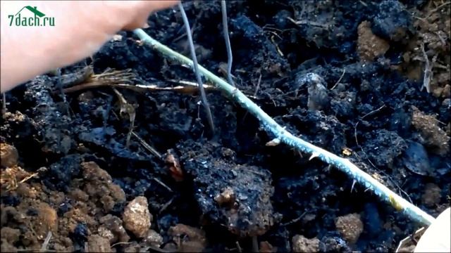 Весеннее размножение розы отводком - 7 дач