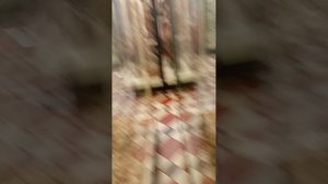 зоомузей мгу имени Ломоносова