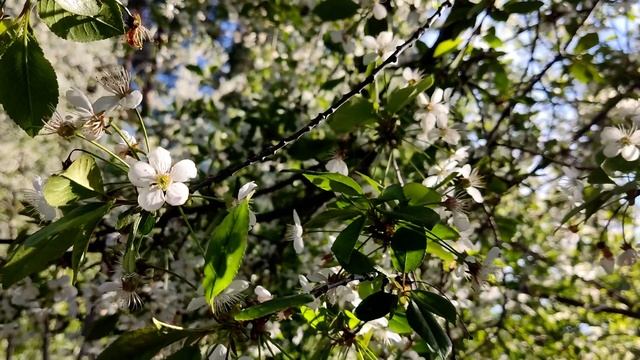 Флора и фауна лесных биомов. смотреть онлайн