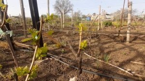 Готовим кусты винограда под перепрививку