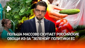 Огурец-суперзвезда почему Польша массово скупает российские овощи