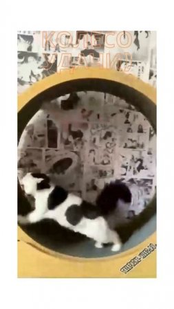 Ржачка до усрачки животные тверк? Laughing the shit out of animals,twerking #youtubeshorts #short