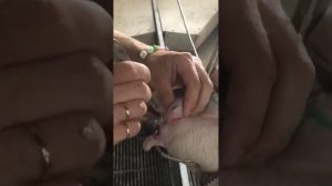 Кастрация поросёнка с паховой грыжей