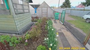 7 соток. Прошел дождь. Обзор моего огородика после дождя. Хроника 24 мая 2025 год