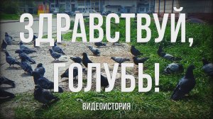 Видеоистория "Здравствуй, голубь!" (12+)
