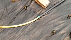 Поливать клубнику для рассады, туман вместо капельного полива.