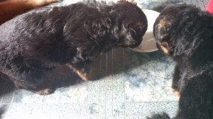 Альфа принесла щенков - от рождения до месяца