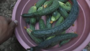 ЭКСКЛЮЗИВ, ОГУРЕЦ С ЖЕНСКИМ ДЕТОРОДНЫМ ОРГАНОМ, СБОР ОГУРЦОВ, 04 АВГУСТА 2017