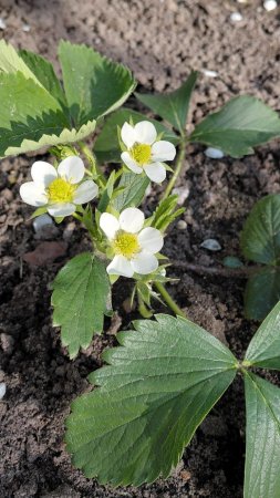 🍓 Клубника в конце мая