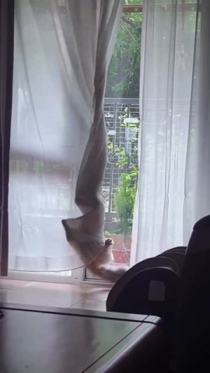Коты, у которых произошли небольшие неприятности #shorts