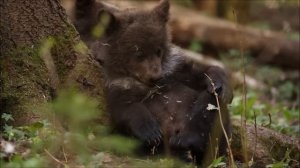 СЕГОДНЯ НАШЕМУ ЦЕНТРУ СПАСЕНИЯ МЕДВЕЖАТ СИРОТ ДВА ГОДА!!!