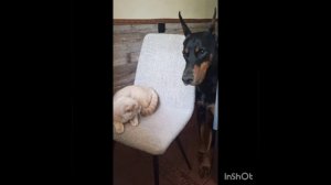 Доберман и кот))))