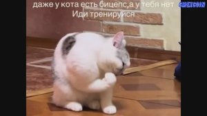 ТИКТОК 138 - ПОДБОРКА МЕМОВ