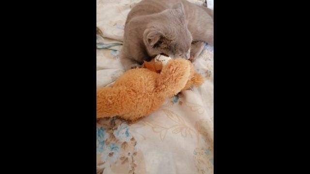 БОРЬБА С МЕДВЕДЕМ / Делаем ставки