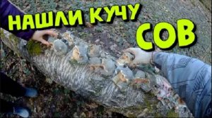 Много Много СОВ в Лесу!