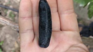 ТАЙСОН виноград селекции Калугина Виктора и АВАТАР ки