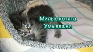 Милые и забавные котята умываются ©Виктория Полшкова