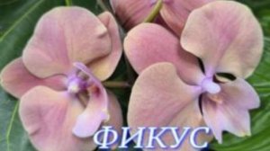 №1081/ СВЕЖИЕ красивые ОРХИДЕИ в маг. ФИКУС. Много КАКТУСОВ