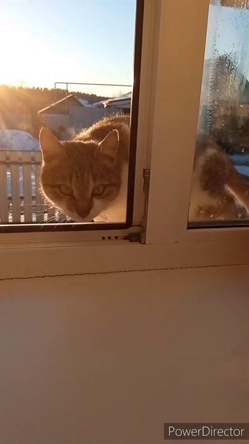 котики#милые #love #live #like #shorts #shortsvideo #short #Winter #Cat #cat #cats #catlover смотреть онлайн