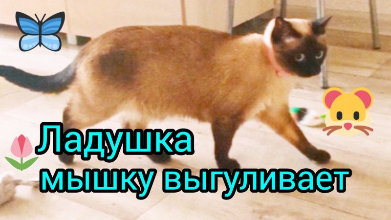 Новая🐭игрушка у🐱Ладушки‼️#смешныекоты #котики #тайская кошка #приколы #прикольные