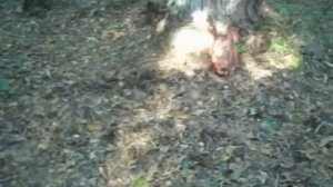 Гроза 021 ЭВО против головы