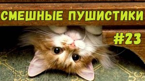 Я РЖАЛ ДО СЛЕЗ 😹 СМЕШНЫЕ КОШКИ И СОБАКИ  СМЕШНЫЕ ЖИВОТНЫЕ 2025 😹 ЛУЧШИЕ ПРИКОЛЫ #23