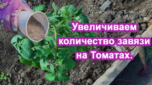 Томаты сразу начнут завязь. Хитрая Подкормка Опытный дачник дал совет как увеличить урожай помидор.