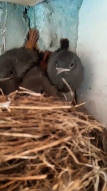 ЛУПАСТЫЕ ПТЕНЦЫ смотреть онлайн